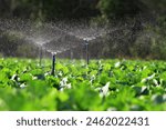 Water sprayed from the sprinkler of automatic watering agricultural system background in Thailand