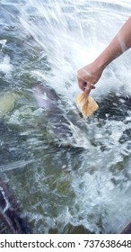 Water spreads from feeding fish to bread.