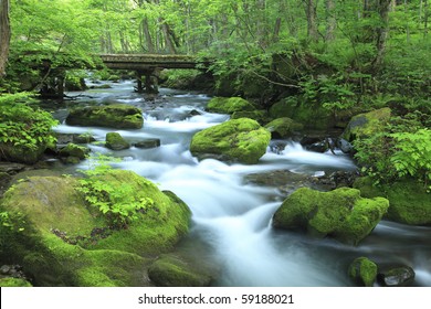 Water Spring In Forest