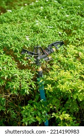 A Water Sprinkler In A Lush Green Garden.  