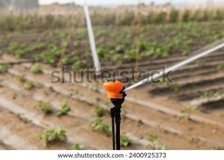 Water sprinkler sprinkles water on a farmer field for irrigating and watering vegetables