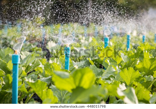 Water sprinkler system working in a green\
vegetable garden.