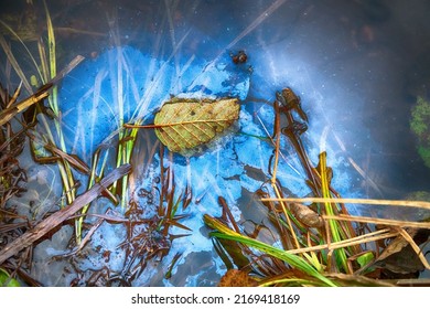 Water Stagnation At End Of Summer. Iron Oxide Film. Yellow Leaves Float On The Surface