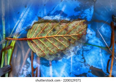 Water Stagnation At End Of Summer. Iron Oxide Film. Yellow Leaves Float On The Surface