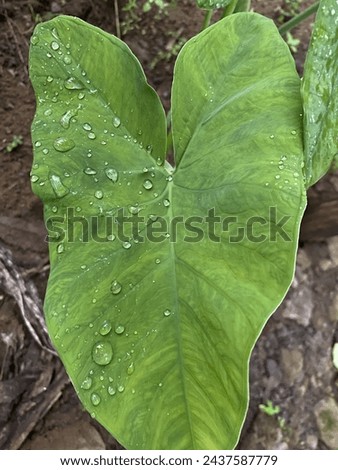 Water sticking to taro leaves