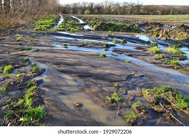 water stream after rain in wet field erosive process in agriculture landscape soil erosion background.