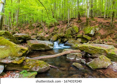 water stream in the beech forest. wonderful nature scenery in spring, trees in fresh green foliage. mossy rocks and boulders on the shore. warm bright weather