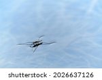 Water strider bug in pond