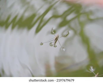 Water Strider Supported By Surface Tension On The Water Surface Of A River