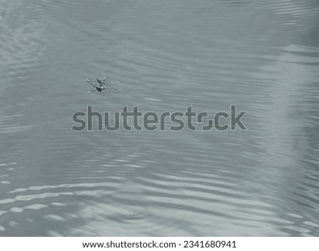 Water Striders ( Gerris remigis ) on water surface in the pond