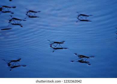 Water Striders On Stream