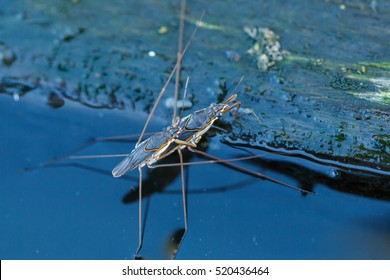 1,469 Water striders Stock Photos, Images & Photography | Shutterstock