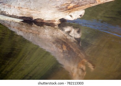 water and stump reflection
