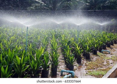 6,758 Palm tree baby Stock Photos, Images & Photography | Shutterstock