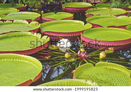 Water surface with giant lily leaves