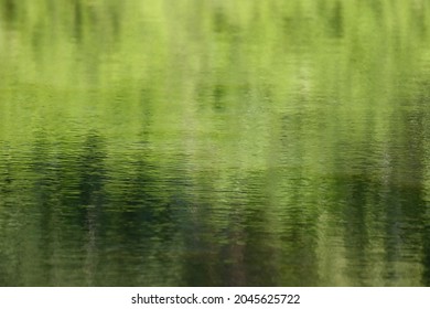 The water surface is green in stagnant swamp water. 