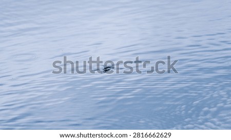 Water surface. Water meter on the surface of the water. Insect life. slow motion, background