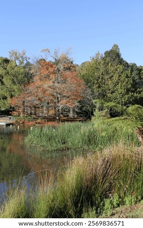 Water surrounded by trees and grass under a blue sky at Emerald Lake Park in Victoria, Australia