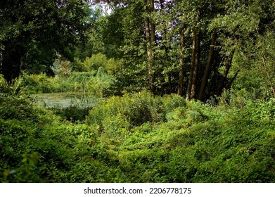 Water Tank Covered In Lush Vegetation.