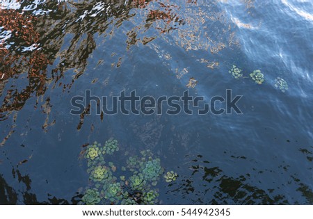 water texture with lilies