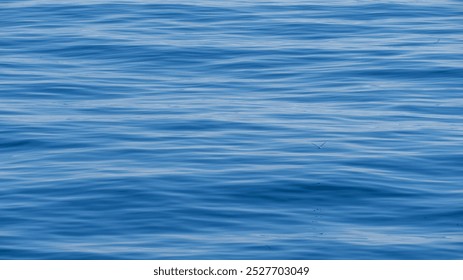 Water Texture Seagull ocean sea - Powered by Shutterstock