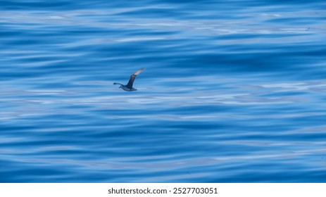 Water Texture Seagull ocean sea - Powered by Shutterstock