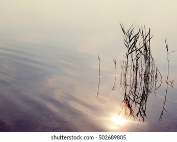 water texture with sun reflection and some grass
