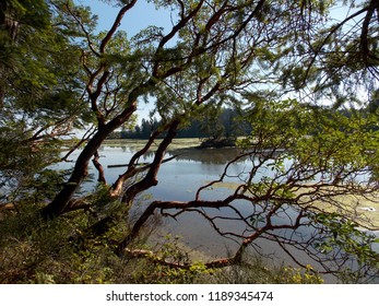 Water through trees