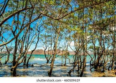 Water through the trees in a mangrove 