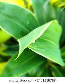 water at the tip of the leaf