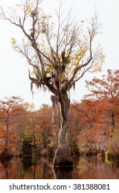 Water Tupelo, Nyssa Aquatica, In Wetland Fall Forest Of Merchants Millpond State Park, North Carolina, NC, USA