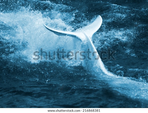 Water turbulence, foam and splashes\
produced by a white whale by means of its tail\
flipper.