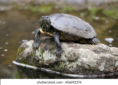 15,396 Turtle land Images, Stock Photos & Vectors | Shutterstock