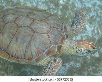 water turtle
