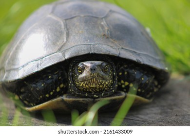 554 Scared turtle Images, Stock Photos & Vectors | Shutterstock