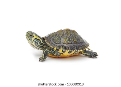 Water Turtle On White Background