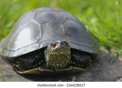 Water Turtle Proudly Stuck Head Out Stock Photo 2164238527 | Shutterstock