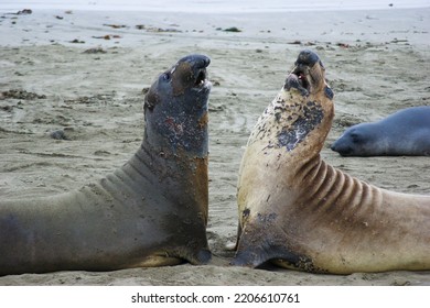 Water Vertebrate Mammal Beach Earless Seal Terrestrial Animal