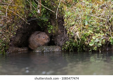 Water Vole (Arvicola Amphibius) In A Burrow In The Side Of A Canal Bank
