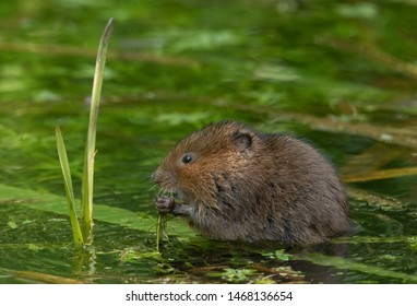 780 Water voles Images, Stock Photos & Vectors | Shutterstock