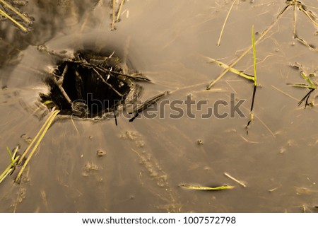water vortex at a pond