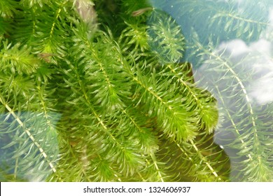 Water Weed (hydrilla Verticillata)