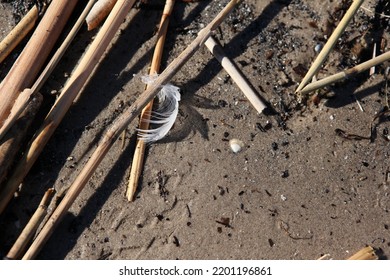 Water Weeds Washed Up On The Seashore, And A Small Seagull Feather.