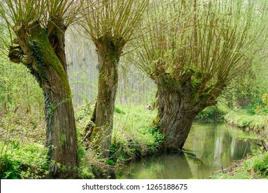 Water Willow / Salix Alba