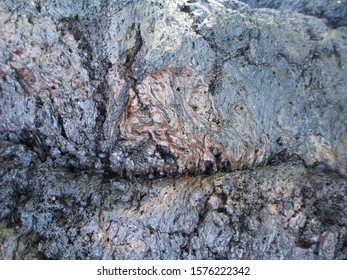 Water Worn Lava With Embedded Shells On North Kohala Coast