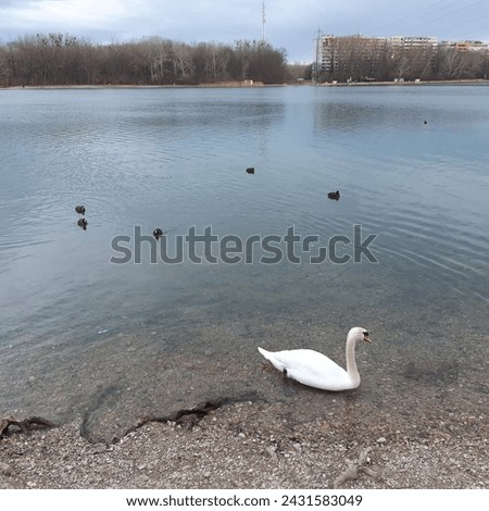 Waterbirds including elegant white mute swans  ( latin name Cygnus olor) and eurasian  coot, also known as a mud hen or pouldeau, is a bird of the family Rallidae in Drazdiak, Petrzalka, Slovakia Foto stock © 