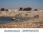 waterboarded with a herd of zebra africa namibia