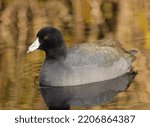 The waterborne American Coot is a plump, chickenlike bird with a rounded head and a sloping bill. Their tiny tail, short wings, and large feet are visible.