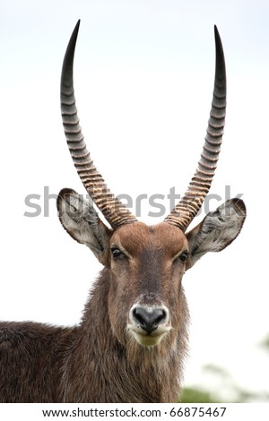 Waterbuck antelope with shaggy fur and large curved horns