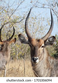 Waterbuck back to front and front to back